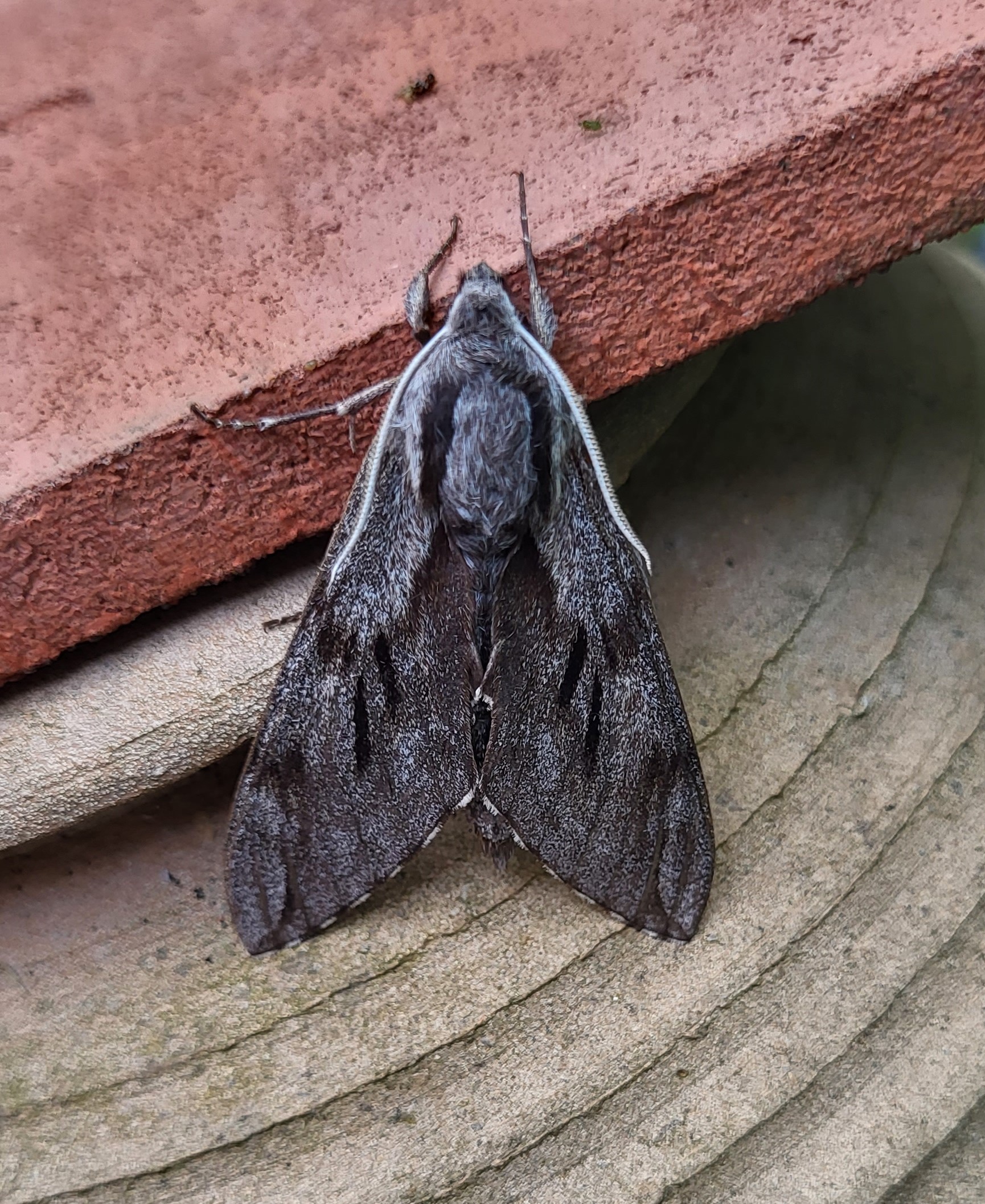 Photo of Pine Hawk-moth (Sphinx pinastri)